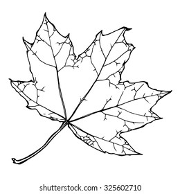 vector illustration of maple leaf