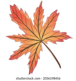Vector illustration of Maple leaf. Easy isolation background. Perfect for Autumn design decorations even or etc.