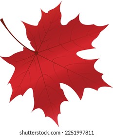 vector illustration of maple leaf object in autumn