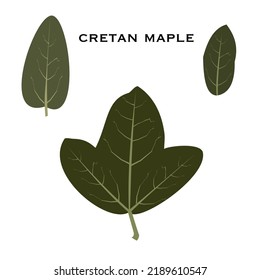 Vector illustration of maple leaf with text Cretan Maple isolated on white background 