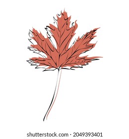 Vector illustration of a maple leaf. Maple tree. Autumn element for composition. Linear illustration in flat style of a decorative leaf.
