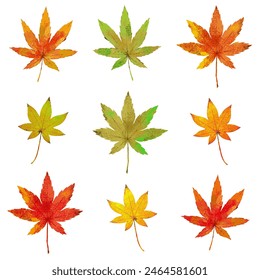 Vector illustration of maple leaves in watercolor style  without main line