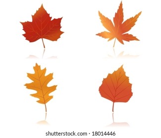 Vector illustration of maple, oak and beach leaves in autumn colors