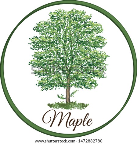 vector illustration of a maple tree isolated