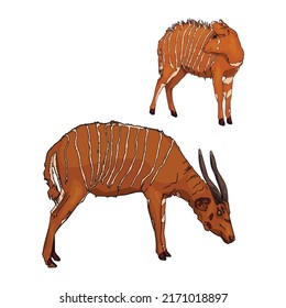 Vector illustration of mar horn antelope. Set of red antelope as a blank for a designer, logo, emblem