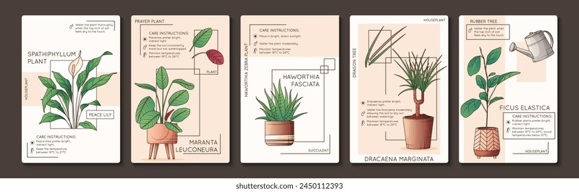 Vector illustration of maranta, haworthia, spathiphyllum plant. Design of poster for care instruction of houseplant. Flower shop, home garden concept. Dracaena plant. Potted rubber tree.