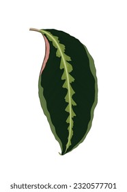 Vektorgrafik von Maranta-Blatt einzeln auf weißem Hintergrund
