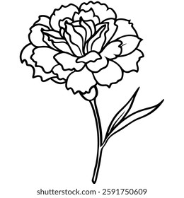 vector illustration of a marigold flower