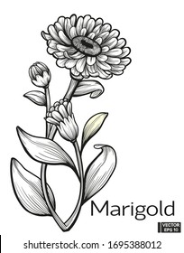 Featured image of post Drawing Images Of Marigold Flower Check out our marigold flower art selection for the very best in unique or custom handmade pieces from our prints shops
