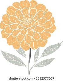 Vector illustration of marigold flower Isolated on a white background