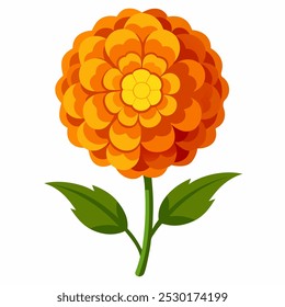 vector illustration of marigold flower with white background