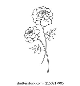 Vector illustration of marigold flowers. Contour, doodle, silhouette. Isolated on white background.
