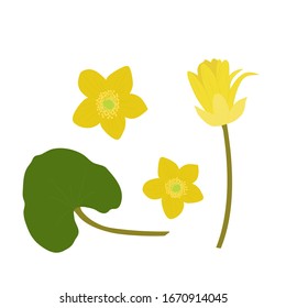 Vector illustration of marsh marigold (Caltha palustris) in cartoon flat style. The first yellow flowers of spring.