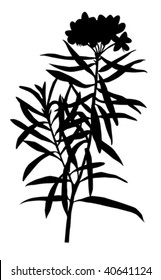 vector illustration of the marsh plant on white background
