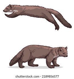 Vector illustration of a marten. Two martens isolated on a white background.