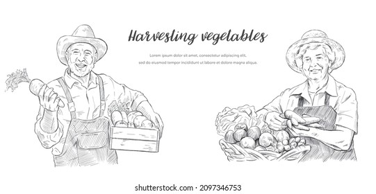 Vector Illustration Material: Senior Men and Females Harvesting Vegetables