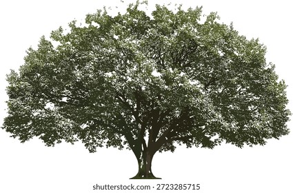 Ilustração vetorial do ícone da árvore madura com dossel largo, tronco espesso, folhagem verde, crescimento natural e símbolo de projeto de paisagem