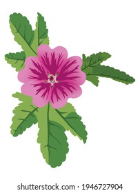 vector illustration of mauve flower malva 