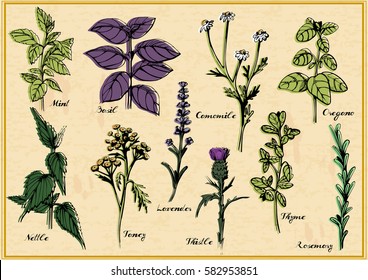 Vector illustration of medical herbs set with calligraphy labels: mint, basil, camomile, oregano, nettle, tancy, lavender, thistle, thyme, rosemary. Vintage hand-drawn style.