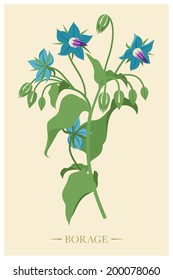 Vector illustration of medicinal plant borage