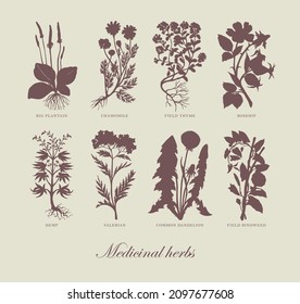 Vector illustration with medicinal plants and inscriptions in retro style. Monochrome pharmaceutical banner with silhouettes of curative herbs on an old paper background. Green medicine