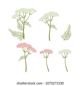 Vector illustration of medicinal yarrow on white isolated background. A template for the design of natural cosmetics, products for health.