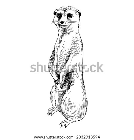 Vector Illustration of Meerkat, Suricate