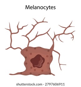 Vector Illustration of Melanocyte Cell from Human Epidermis