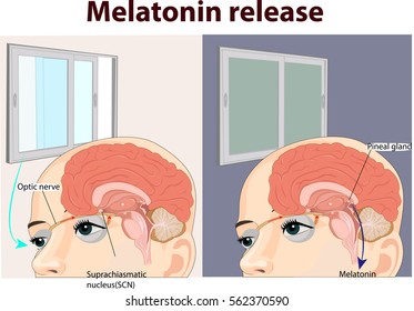 Vector Illustration Of Melatonin Release Anatomy