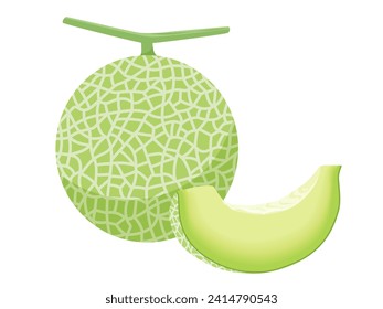 Vector illustration of melon fruit