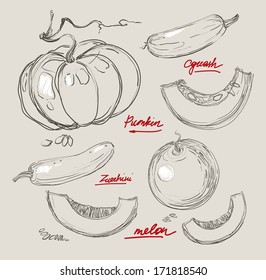 Vector illustration of melons