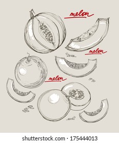 Vector illustration of melons 