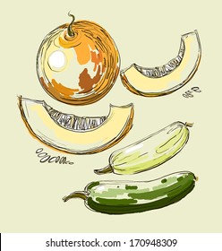 Vector illustration of melons and squash zucchini  set