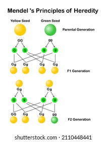 Vektorgrafik von Mendels Prinzip der Vererbung, genetische Erbschaft von gelben und grünen Erbsen auf weißem Hintergrund.