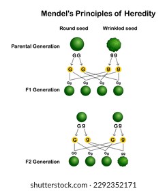 Vektorgrafik von Mendel's Prinzip der Vererbung, genetische Erbschaft von glatten rund und falten grünen Erbsen auf weißem Hintergrund.