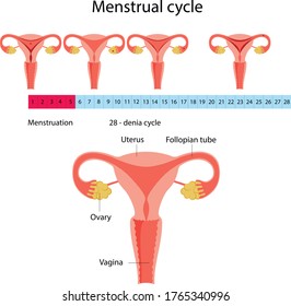 Vector Illustration Menstrual Cycle 28 - Day Cycle. Picture Of Menstruation