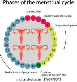 Vector illustration Menstrual cycle 28 - day cycle. Picture of menstruation. 