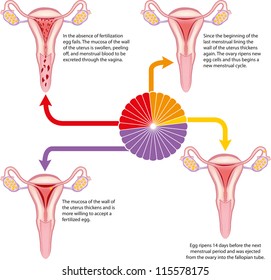 Una vista simple del ciclo menstrual.
