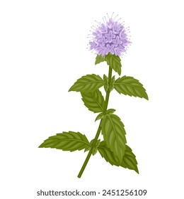 Vector illustration, Mentha aquatica or watermint, isolated on white background.