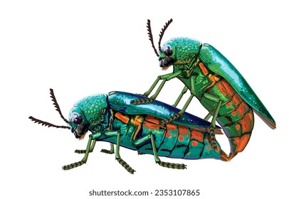 Vector illustration of metallic wood boring beetle,green-legged metallic beetle,jewel beetle mating,reproductive age couple,breeding season,isolated on white.Propagation colorful insects,natural gems.
