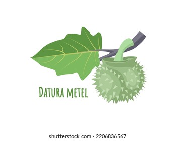 Vector illustration, metel fruit scientific name datura metel, herbal plant, isolated on white background.