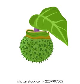 Vector illustration, metel fruit scientific name datura metel, herbal plant, isolated on white background.