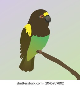 
A vector illustration of a Meyer's parrot. The bird is perched on a branch