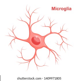 Vector Illustration of microglia.  Neuroglia (glial cell)