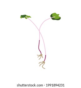 Vector illustration of microgreen sprouts. Young shoots, fresh shoots. Diet, healthy food, growing microgreens, a vegetable garden on the windowsill. Isolated on white background. 