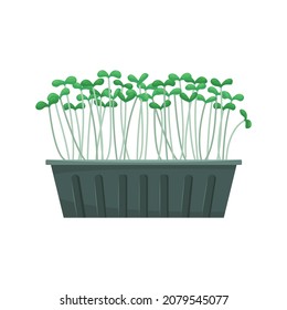 Vector illustration of microgreens in a growing tray. Healthy young seedlings