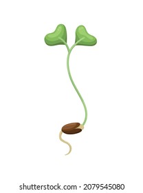 Vector illustration of microgreens ready for eating. Healthy young seedlings