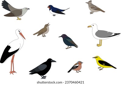 Vector illustration of migratory bird species of Europe and Russia