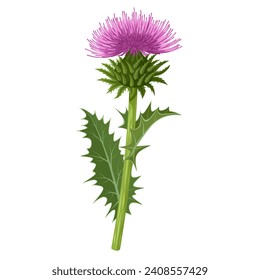 Vector illustration, Milk thistle plant, scientific name Silybum marianum, isolated on white background.