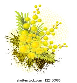 vector illustration of mimosa